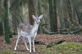 young roe deer in a wildlife park