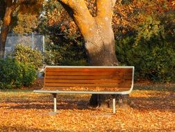 landscape of wooden bench in the autumn park in australia