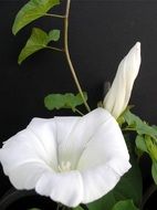 close-up photo of curly white flower