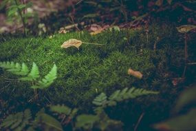 Green moss forest floor leaves ferns