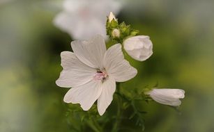 incredible white blossom