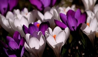 Close-up of the beautiful white, orange and purple crocus flowers