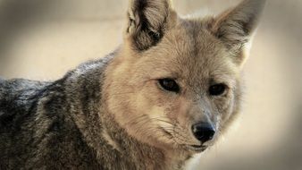 wild grey fox