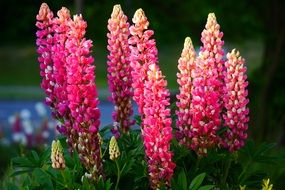 beautiful and delightful lupine