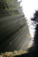 ray of light in the forest