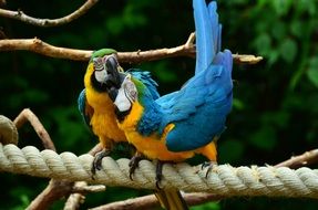 breasted yellow parrot