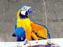 big yellow-blue parrot in the zoo