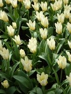 light yellow tulips