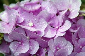 pink hydrangea flowers close up