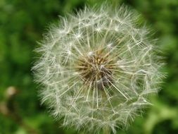 dandelion seed head