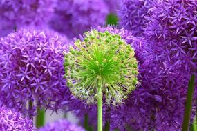 bright purple flowering plants