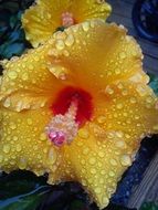 Dew drops on the yellow hibiscus flowers