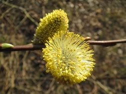 yellow salix caprea plant in nature