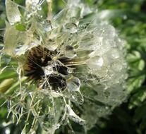 dew drops on a white dandelion