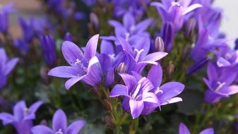 small purple bellflowers