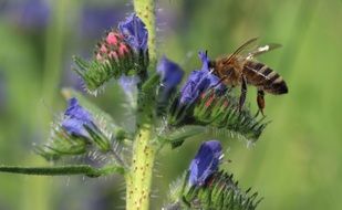 bee and stunningly beautiful flower