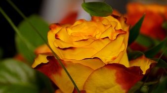 Yellow Rose with green leaves close-up