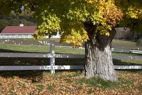 autumn tree in the countryside