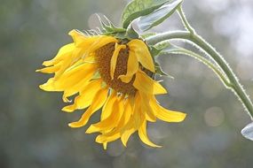 sun flower, bokeh background