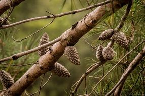 pine cones on tree branches