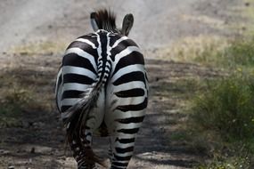 zebra butt