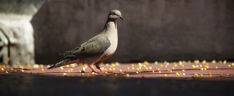 bird among the food close up