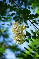 closeup photo of inflorescence of white maple flowers