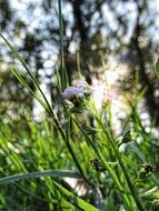 wildflower in grass at back light