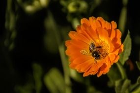 a bee sits on an orange flower