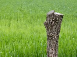 stump in wildlife