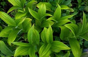 shrub like green grass