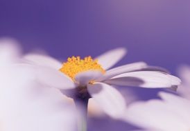 white daisies on purple background close-up