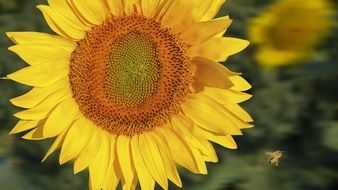 yellow small sunflower closeup