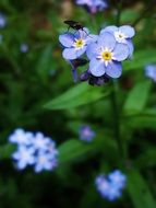 flower flowers insect blue violet