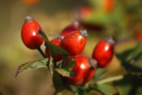 red rose hips on a bush