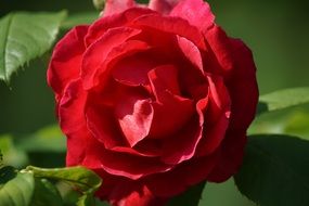 red rose flower close-up