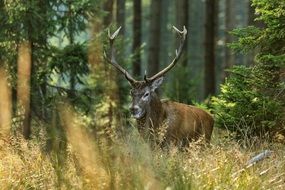 Moose on green grass among trees in the forest