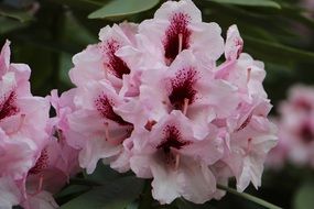 blooming beautiful pink flower