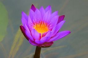 Beautiful colorful water lily blossom over water