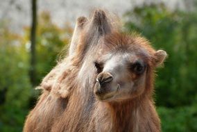 camel mammal with humps portrait