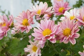 Picture of pink spring plants