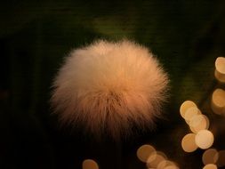 cottongrass in nature