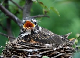 spring baby bird