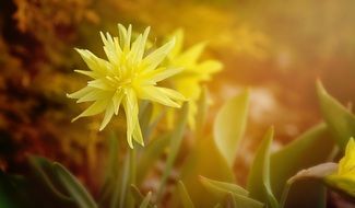 lush yellow daffodil in the garden