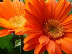 Two orange gerberas