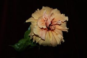 hibiscus flower at night