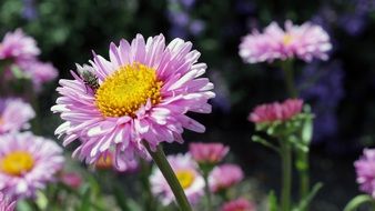 macro photo of pink flowers in spring