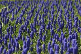 blue muscari field