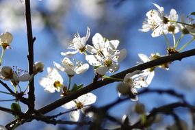Beautiful white flowers on the tree in spring