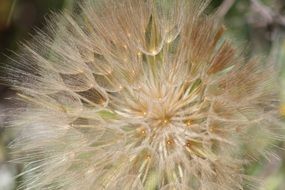 fluffy dandelion seeds close up